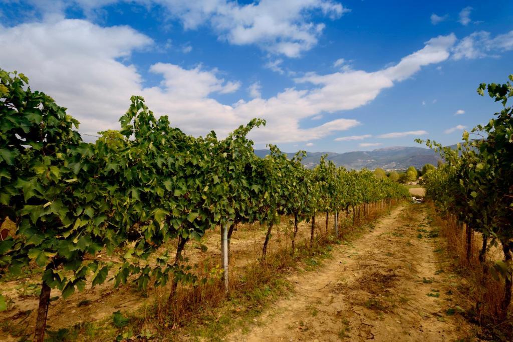 Agriturismo L'Ulivo In Fiore Spoleto Exteriér fotografie