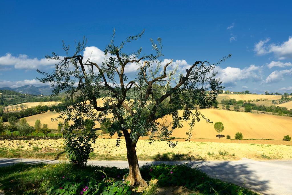 Agriturismo L'Ulivo In Fiore Spoleto Exteriér fotografie
